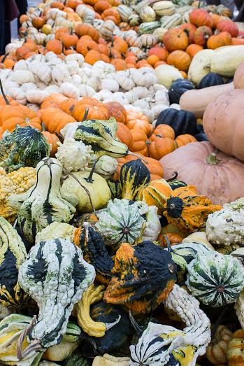 calabaza-alimento-01